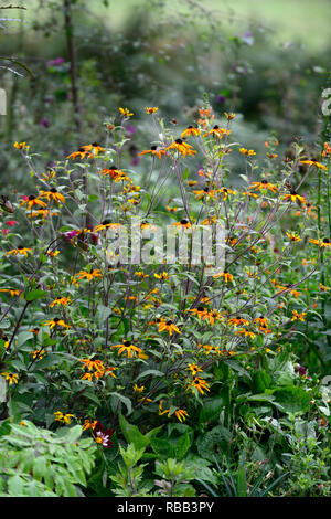 Rudbeckia triloba Prairie glühen, verbrannte Blüten, rot-gelb Daisy - wie Blumen, schwarz Center, mehrjährig, RM Floral Stockfoto