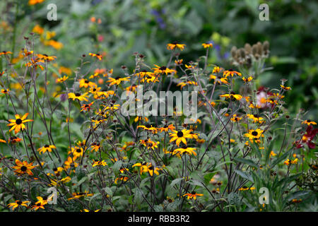 Rudbeckia triloba Prairie glühen, verbrannte Blüten, rot-gelb Daisy - wie Blumen, schwarz Center, mehrjährig, RM Floral Stockfoto