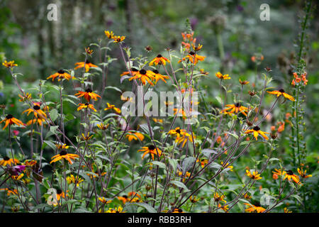 Rudbeckia triloba Prairie glühen, verbrannte Blüten, rot-gelb Daisy - wie Blumen, schwarz Center, mehrjährig, RM Floral Stockfoto