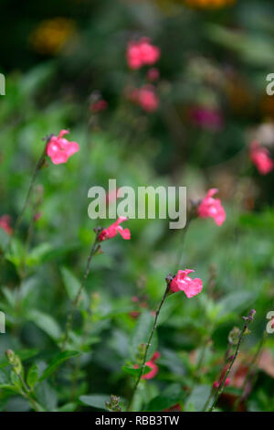 Salvia greggii Lowry's Pfirsich, salvias, RM Floral Stockfoto