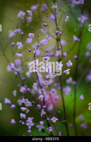 Thalictrum Elin, hohe Wiese rue, Lacy blau-grüne Laub, violett, lila Blumen, flowerig, RM floral Stockfoto