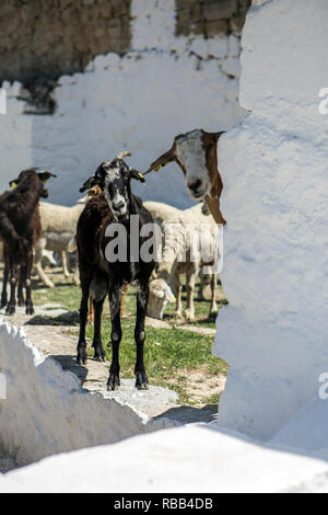 Herde von Ziegen Trinkwasser in ein Wasserloch, neben dem Schloss von La Florida in Andalusien, Spanien Stockfoto