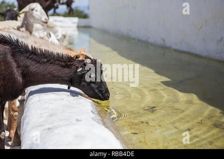 Herde von Ziegen Trinkwasser in ein Wasserloch, neben dem Schloss von La Florida in Andalusien, Spanien Stockfoto