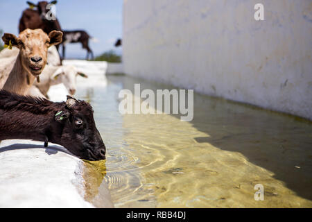 Herde von Ziegen Trinkwasser in ein Wasserloch, neben dem Schloss von La Florida in Andalusien, Spanien Stockfoto