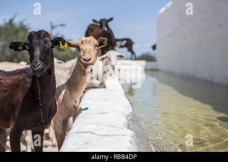 Herde von Ziegen Trinkwasser in ein Wasserloch, neben dem Schloss von La Florida in Andalusien, Spanien Stockfoto