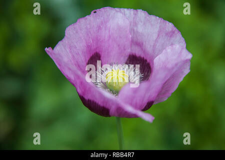 Lila Mohnblüte, Papaver somniferum Schlafmohn in einem Englischen Garten Stockfoto