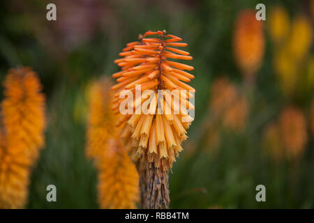Red Hot Poker in einem Englischen Garten im Sommer Stockfoto