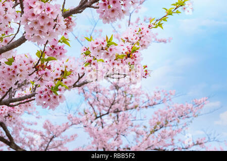 Voller Blüte Cherryblossom Sakura bei Kitakami Tenshochi Park in Kitakami, Iwate, Japan Iwate, Japan - 22 April 2018: kitakami Tenshochi Park von Stockfoto