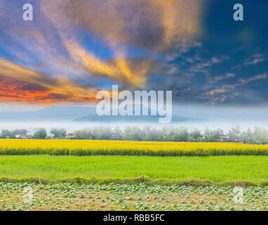 Abstrakte agricuture von Tabak, Paddy Reis, Sunn Hanf, Indischer Hanf, plantage Feld mit der schönen Himmel Wolke und Bergblick in Thailand. Stockfoto