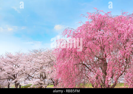 Voller Blüte Cherryblossom Sakura bei Kitakami Tenshochi Park in Kitakami, Iwate, Japan Iwate, Japan - 22 April 2018: kitakami Tenshochi Park von Stockfoto