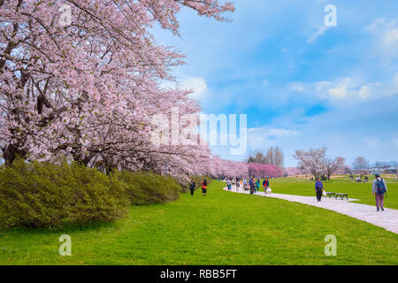 Voller Blüte Cherryblossom Sakura bei Kitakami Tenshochi Park in Kitakami, Iwate, Japan Iwate, Japan - 22 April 2018: kitakami Tenshochi Park von Stockfoto