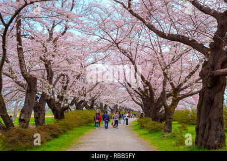 Voller Blüte Cherryblossom Sakura bei Kitakami Tenshochi Park in Kitakami, Iwate, Japan Iwate, Japan - 22 April 2018: kitakami Tenshochi Park von Stockfoto