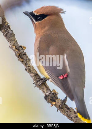 Closeup Seitenansicht von bunten Cedar waxwing Bombycilla cedrorum, Vogel auf Ast in Inglewood Bird Sanctuary in Calgary, Alberta, Kanada Stockfoto