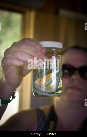 Frau mit einem Glas mit einer Schlange bei Rincon de la Vieja Naturpark in Costa Rica Stockfoto