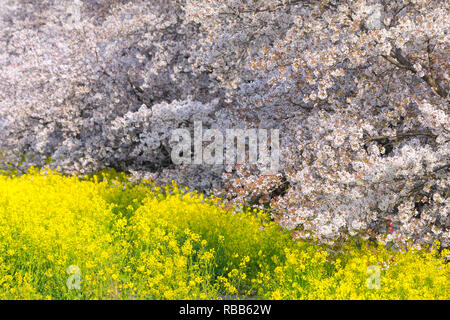 Kirschblüten und Raps blüht an Kumagaya Arakawa Ryokuchi Park in Saitama, Japan. Stockfoto