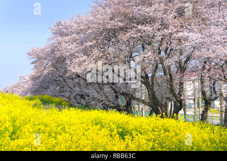 Kirschblüten und Raps blüht an Kumagaya Arakawa Ryokuchi Park in Saitama, Japan. Stockfoto