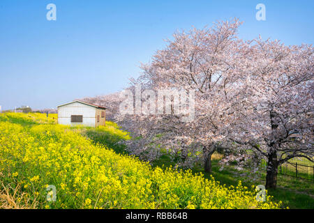 Kirschblüten und Raps blüht an Kumagaya Arakawa Ryokuchi Park in Saitama, Japan. Stockfoto