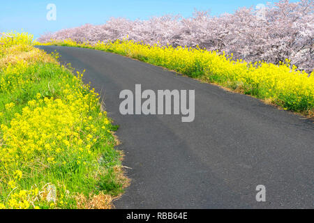 Kirschblüten und Raps blüht an Kumagaya Arakawa Ryokuchi Park in Saitama, Japan. Stockfoto