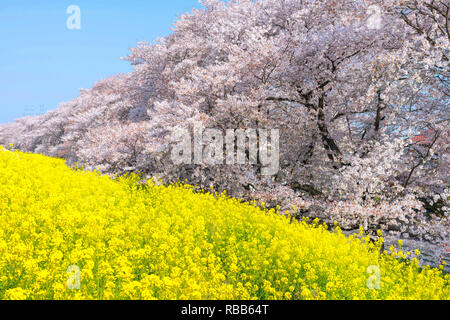 Kirschblüten und Raps blüht an Kumagaya Arakawa Ryokuchi Park in Saitama, Japan. Stockfoto