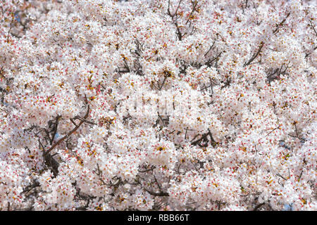 Cherry Blossom Jahreszeit in Showa Kinen Koen in Kyoto, Japan. Stockfoto