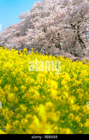 Kirschblüten und Raps blüht an Kumagaya Arakawa Ryokuchi Park in Saitama, Japan. Stockfoto