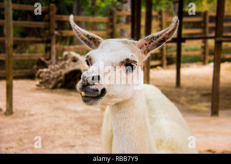 Porträt eines weißen Lama, Lama glama Stockfoto