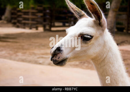 Porträt eines weißen Lama, Lama glama Stockfoto