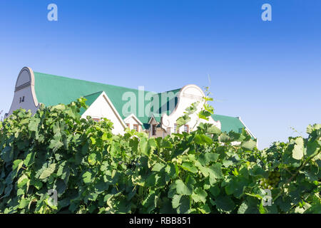 Weinreben in der Nähe von Paarl mit modernen holländischen Haus in der Nähe in Western Cape Südafrika - Bild Stockfoto