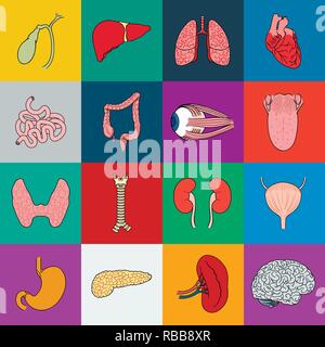 Anatomie, Kunst, Blase, Körper, Gehirn, Cartoon, Sammlung, Design, Augapfel, Funktion, Gallenblase, Herz, menschliche, Symbol, Krankheit, Illustration, interne, Darm, isoliert, Niere, Nieren, große, Leber, Logo, Lunge, Medizin, Organ, Organe, Pankreas, Teil, Person, Satz, Zeichen, klein, Magen, Symbol, Schilddrüse, Zunge, Luftröhre, Harnwege, Vector, Vektor, Vektoren, Stock Vektor