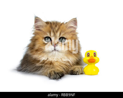 Süße golden Britisch Langhaar Katze Kätzchen, zur Festlegung nach vorne neben gelben Quietscheentchen. Auf Objektiv mit großen grünen Augen. Auf weiß ba Isoliert Stockfoto