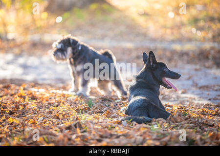 Zwei Hunde beim Spielen im Park. Herbst Stockfoto