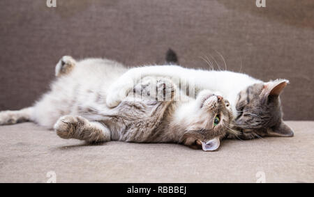 Zwei Katzen spielen auf der Couch zu Hause Stockfoto