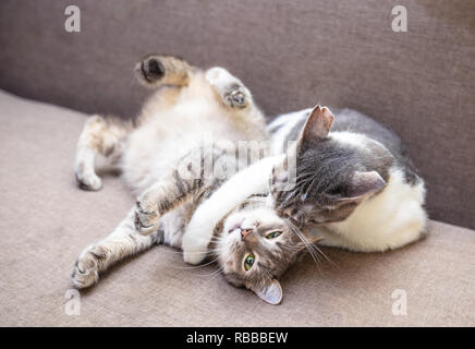 Zwei Katzen spielen auf der Couch zu Hause Stockfoto