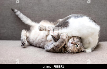 Zwei Katzen spielen auf der Couch zu Hause Stockfoto