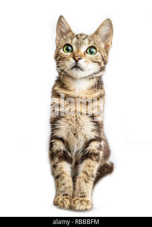 Grau gestreifte lustige Katze auf weißem Hintergrund Stockfoto