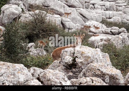 Wilde Ziege auf Kamera in El Torcal von Antequera, Malaga. Hintergrund mit Gruppe von Ziegen, Fauna und Vegetation dieser Naturpark. Stockfoto