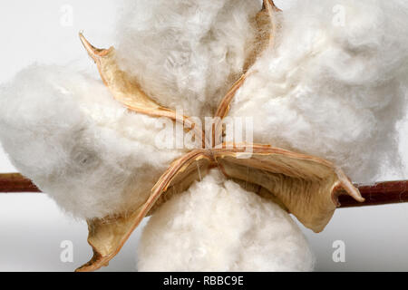 Close up Baumwolle, full frame Studio shot Stockfoto