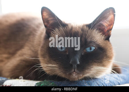 Portrait der siamesische Katze. blaue Augen einer Katze Stockfoto