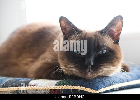 Portrait der siamesische Katze. blaue Augen einer Katze Stockfoto