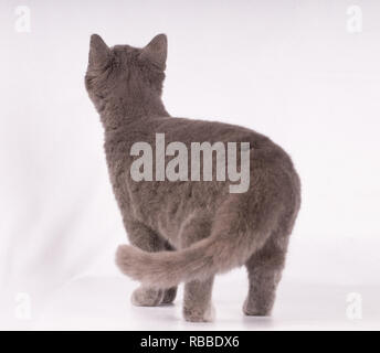 Britisch Kurzhaar blau Katze mit seinem Rücken isoliert auf weißem Hintergrund Stockfoto