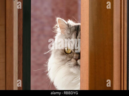 Schwarze und weiße flauschige Persischen Katze auf dem Balkon vor dem Hintergrund einer brick House Stockfoto