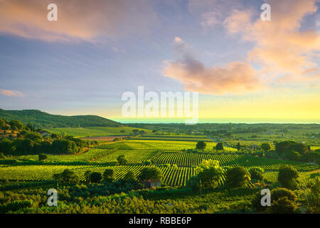 Bolgheri und Castagneto Weinberg Blick auf den Sonnenuntergang. Maremma Toskana, Italien, Europa. Stockfoto