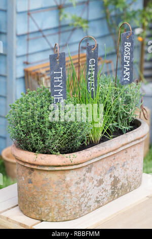 Thymian, Schnittlauch und Rosmarin in einem Terrakottatopf. Stockfoto