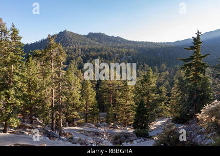 Der baumgrenze in der Nähe der Palm Springs Aerial Tramway Viewpoint, CA, USA. Stockfoto