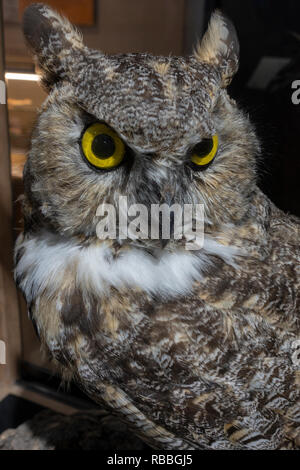 Eine erhaltene Great-Horned Uhu (Bubo virginianus) auf der Anzeige in der Palm Springs Aerial Tramway Visitor Center, CA, USA. Stockfoto