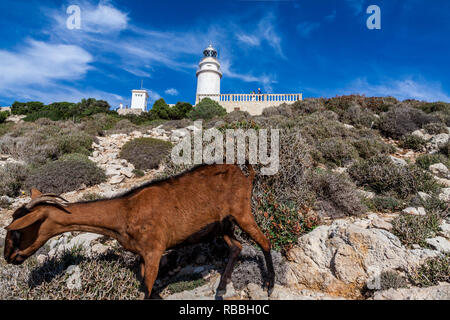 Cap Formentor Stockfoto