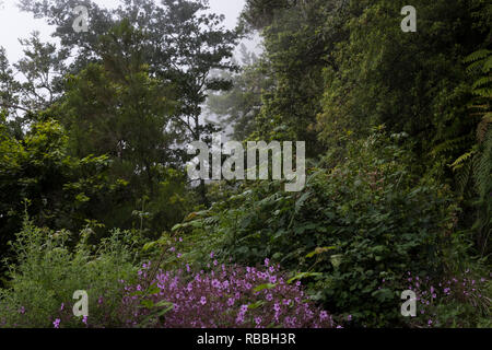 Madeira, Portugal - 11. Juni 2017: Vegetation entlang der Levada von Caldeirão Verde Stockfoto