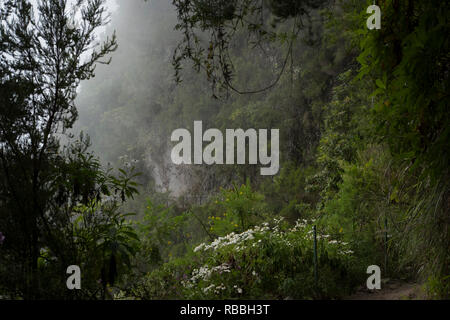 Madeira, Portugal - 11. Juni 2017: Pfad entlang der Levada von Caldeirão Verde Stockfoto