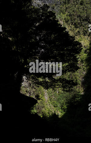 Madeira, Portugal - 11. Juni 2017: Baum entlang der Levada von Caldeirão Verde Stockfoto