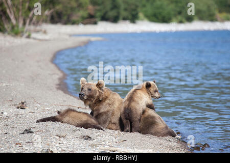 Kleines süßes lustig Junge spielt mit grossen wilden Bären grizzly Bären auf dem See. Kuril See. Kamtschatka. Russland, Stockfoto